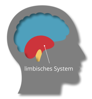 Hirnforschung: Limbisches System